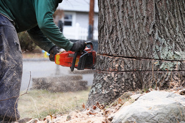 Tree Cutting Tips – How to Safely Cut a Tree Yourself